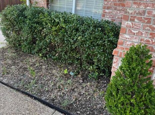 Bush Trimming by Maria Hernandez for Michael V. in Irving, TX