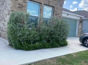 Bush Trimming by Rosa Reyes for Katie T. in Kyle, TX