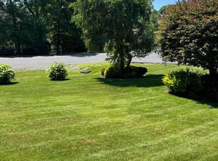 Silvia C.'s Lawn Care service result