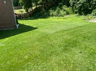 Anthony C.'s Lawn Mowing service result
