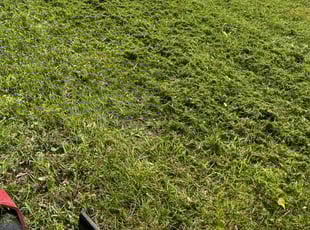 Sandra P.'s Lawn Mowing service result