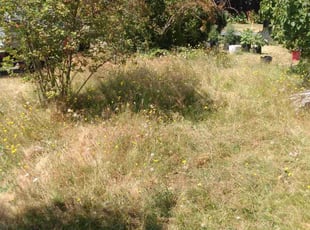 Bush Trimming by Shane Leitheiser for Bridget L. in Seattle, WA
