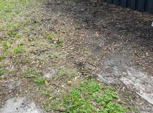 Leaf Removal by Tony Sampson for Anthony J. in Tampa, FL