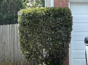 Bush Trimming by Andrew Austin for Jose D. in Lowell, NC