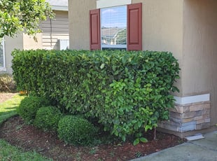 Bush Trimming by Gomez Wooden for Lisa P. in Jacksonville, FL