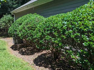 Bush Trimming by Jamall Clark for Patricia K. in Mableton, GA