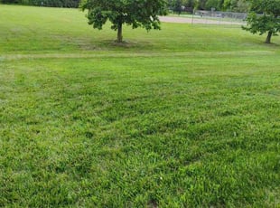 Fenil p.'s Lawn Mowing service result