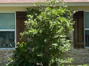 Bush Trimming by Gregory Gray for Degrick H. in Mesquite, TX