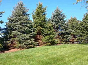 Sonya W.'s Lawn Care service result