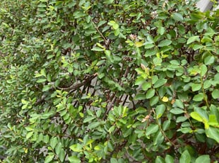 Bush Trimming by Perry Lotts for Rich K. in San Diego, CA