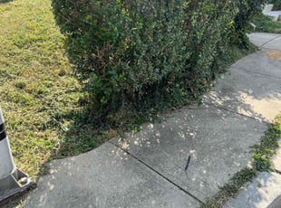 Bush Trimming by Dimas Lopez for Carma S. in Baltimore, MD
