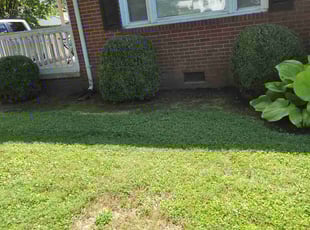Weeding by Clyde Scotton for James B. in Siler City, NC