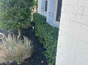 Bush Trimming by Jo Ford for Sid O. in Benbrook, TX
