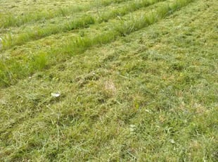 Bruce P.'s Lawn Maintenance service result