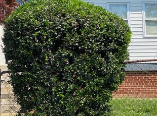 Bush Trimming by Michelle Estes for Rose W. in Capitol Heights, MD