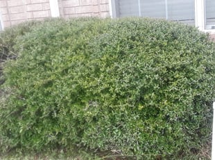 Cleanups by Elvia Lopez for Imani L. in Fort Worth, TX