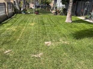 Ernestine K W.'s Lawn Maintenance service result