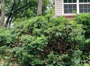 Bush Trimming by Seth D for Michole L. in Olathe, KS