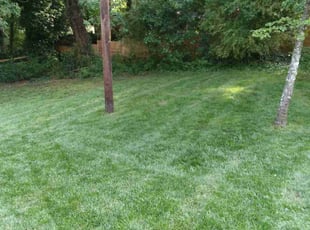 Betsy U.'s Yard Cutting service result