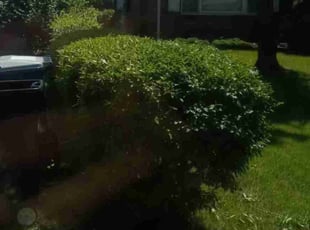 Bush Trimming by Nathan Leonard for Samuel K. in Clayton, MO