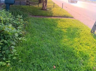Cynthia S.'s Lawn Mowing Service service result