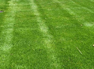 Loretta S.'s Grass Cutting service result