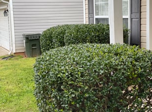 Bush Trimming by Kirk Brawley for Asia S. in Charlotte, NC