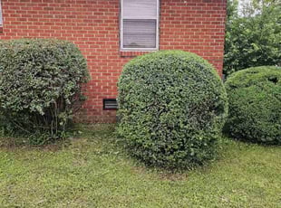 Bush Trimming by D'Eric Hinton for Lessie C. in Huntsville, AL