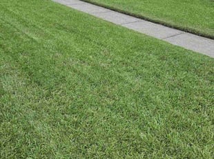 Jennifer P.'s Lawn Mowing service result