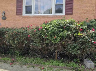 Bush Trimming by Artavius Clark for Jeron A. in Clinton, MD