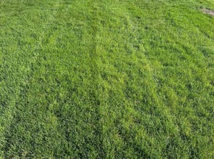 Wes A.'s Lawn Service service result