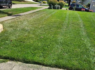 Scott F.'s Lawn Maintenance service result