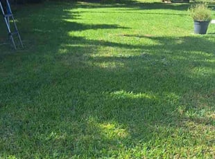 Latoya T.'s Lawn Mowing Service service result