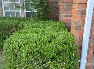 Bush Trimming by Aaron Haight for Allen S. in Broken Arrow, OK