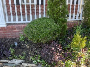 Bush Trimming by Raheem Jackson for Aurora V. in Evans, GA