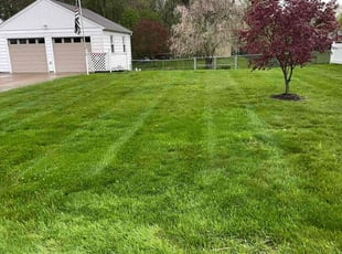 Trish G.'s Lawn Mowing service result