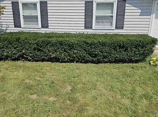 Bush Trimming by Richard Williams for Bethany C. in Louisville, KY