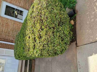 Bush Trimming by Edwin Villagran for Brigit S. in Rockville, MD
