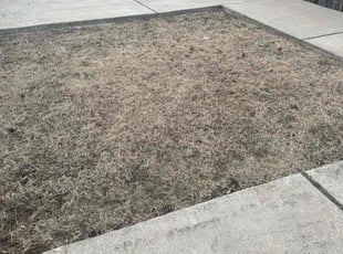Weeding by Edgar Elmore for Laura T. in Washington, DC