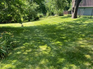 Magen F.'s Lawn Care service result