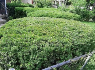 Bush Trimming by Robert Pace for Doris L. in Indianapolis, IN