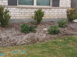 Weeding by Edward Rodriguez for Anthony K. in Fort Worth, TX