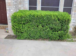 Bush Trimming by Taylor Hanna for Chris H. in San Antonio, TX