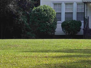 Bush Trimming by Kyle Bryant for William S. in Greenville, SC