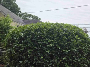 Bush Trimming by Luis Velasco Iraheta for Patricia R. in Hyattsville, MD