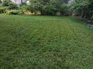 Leaf Removal by Dale Brooks for Richard D. in Kansas City, MO