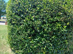 Bush Trimming by Jesus Valencia for Sondra M. in Plano, TX