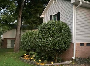 Bush Trimming by Tavis Lindsay for Sandra C. in Lexington, NC