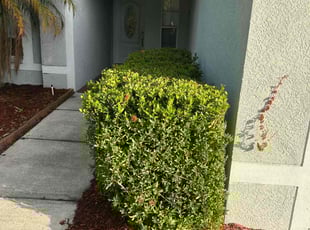 Bush Trimming by Corey Johnson for Travis M. in Riverview, FL