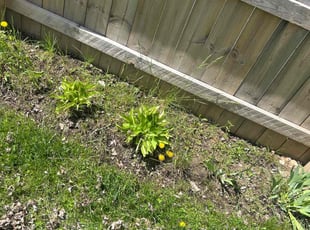 Leaf Removal by Errick Elias for mary f. in Tonawanda, NY